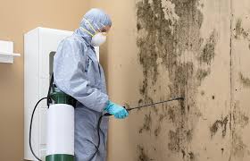 Best Black Mold Removal  in Robesonia, PA